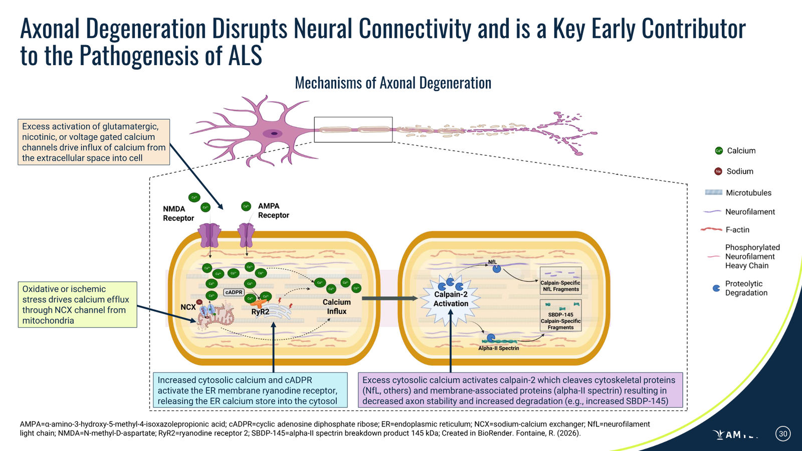 Amylyx Pharmaceuticals Corporate Presentation — March 2026 — slide 30 of 41