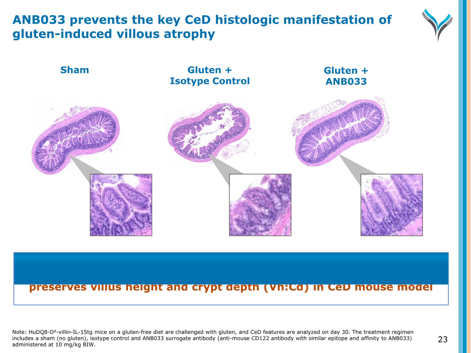 AnaptysBio Corporate Presentation — April 2026 — slide 23 of 66