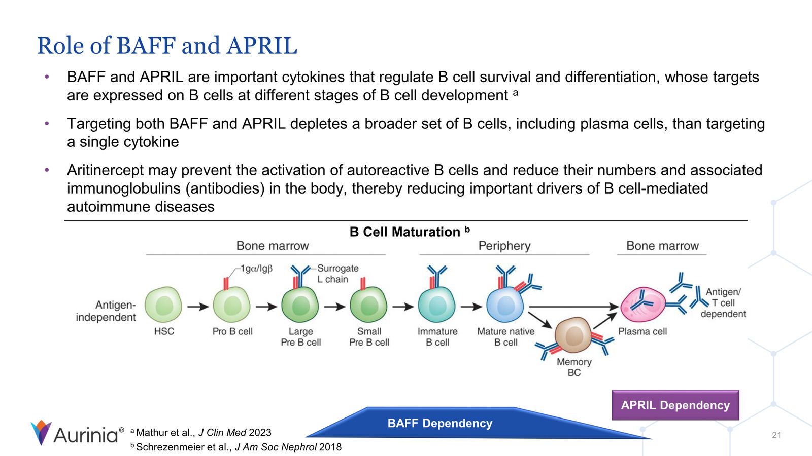 Aurinia Corporate Presentation February 2026 — slide 21 of 31