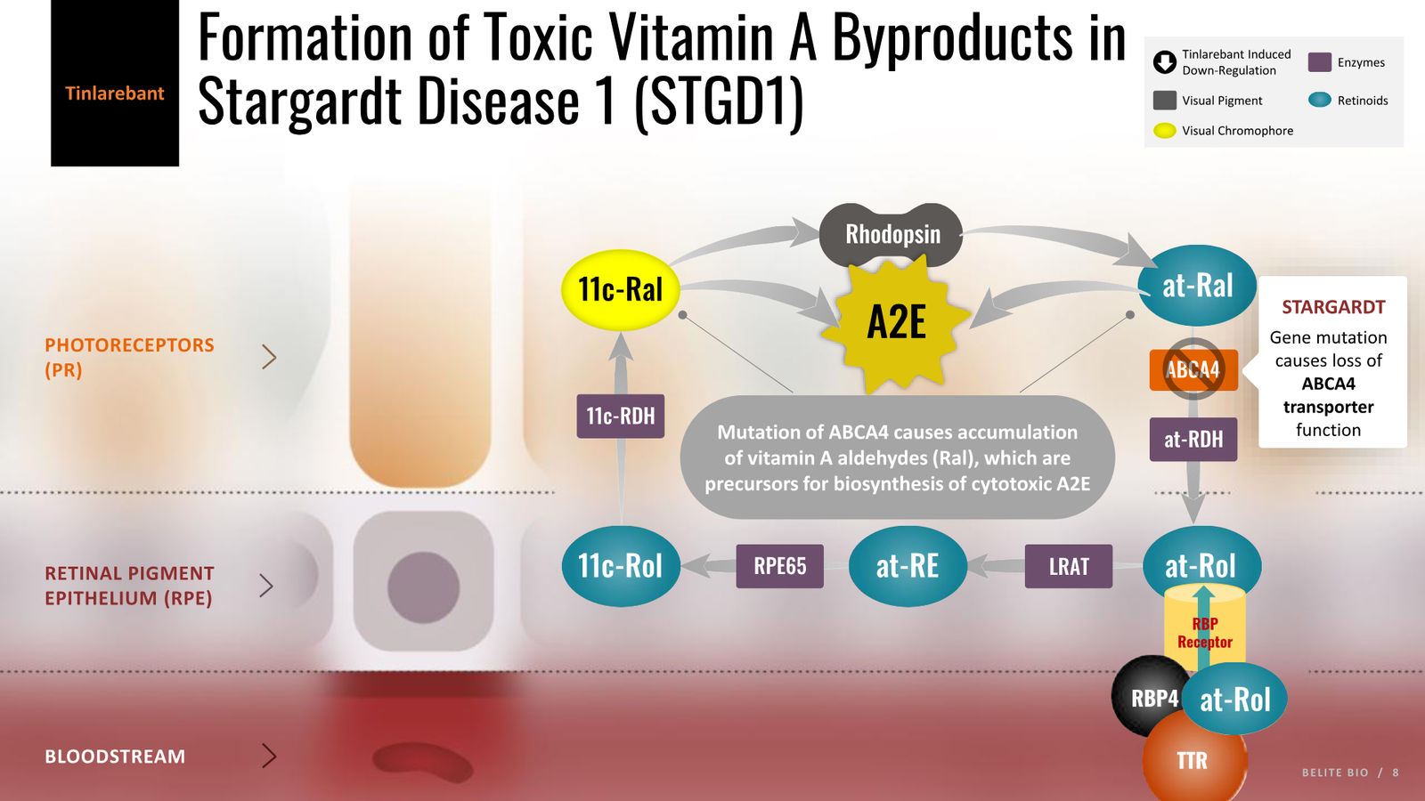 Belite Bio Corporate Presentation — April 2026 — slide 8 of 32