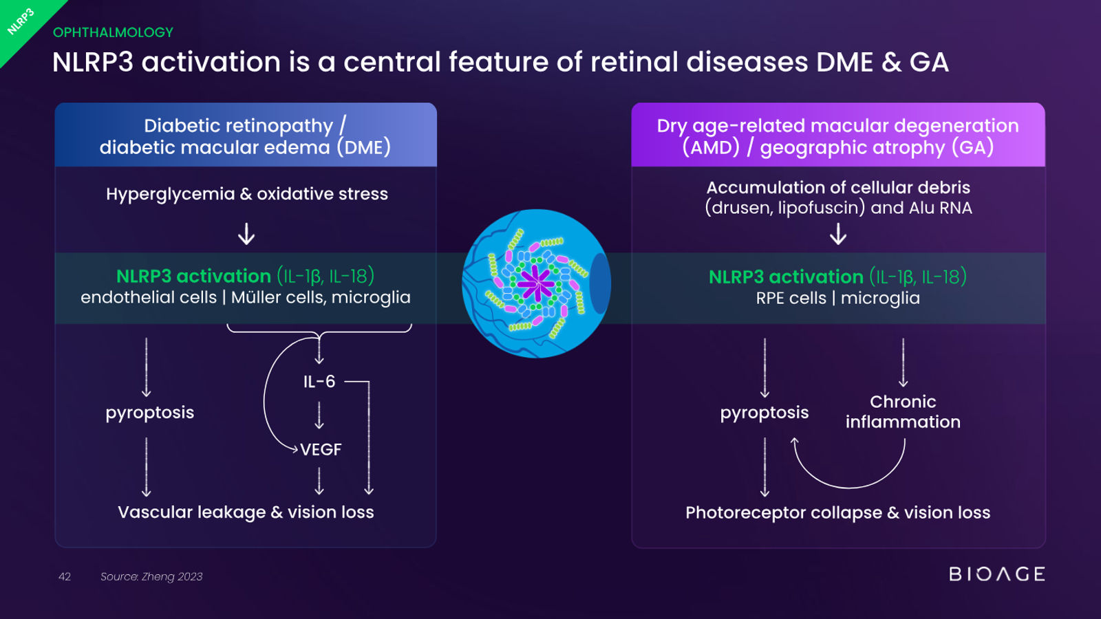 BioAge Labs Corporate Presentation — slide 42 of 62