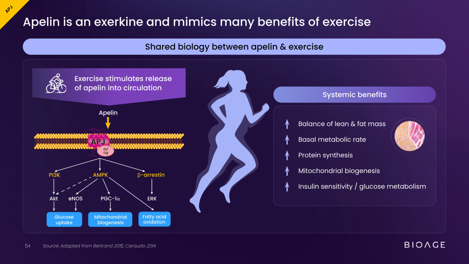 BioAge Labs Corporate Presentation — slide 54 of 62