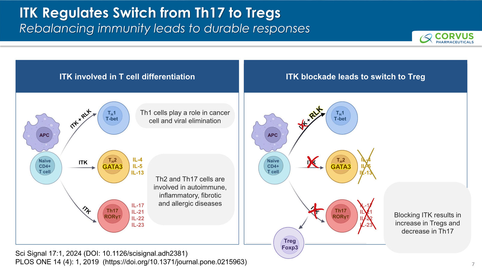 Corvus Pharmaceuticals Corporate Presentation — slide 7 of 37