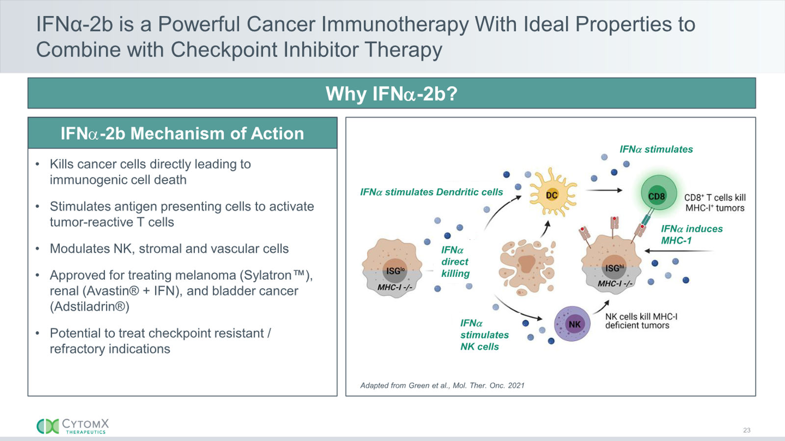 CytomX Therapeutics JP Morgan 2026 — slide 23 of 32
