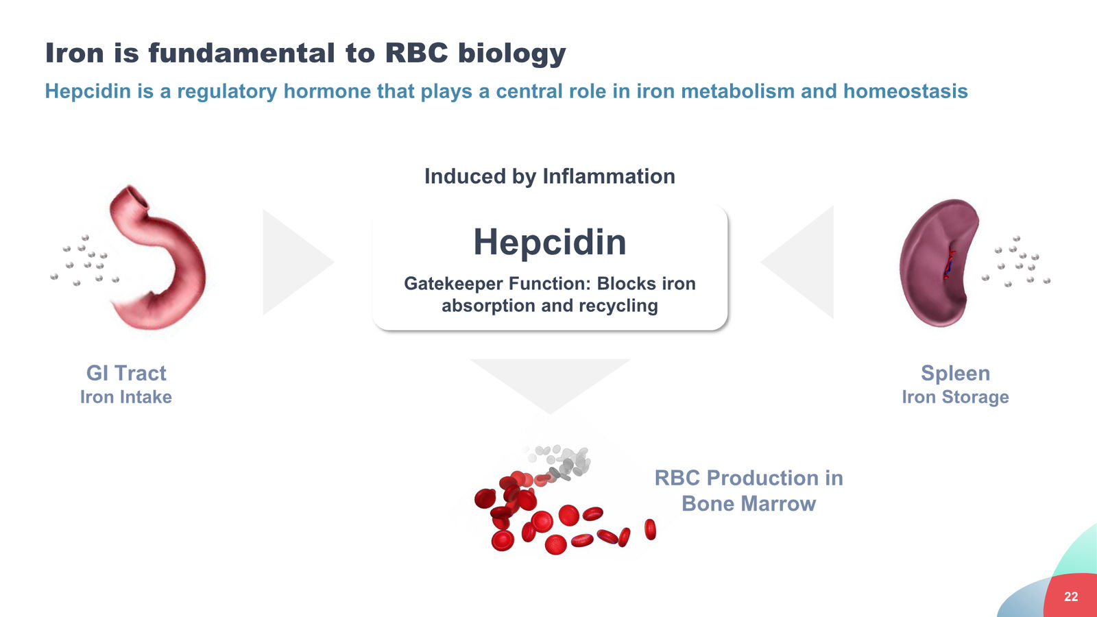 Disc Medicine Corporate Presentation — slide 22 of 58