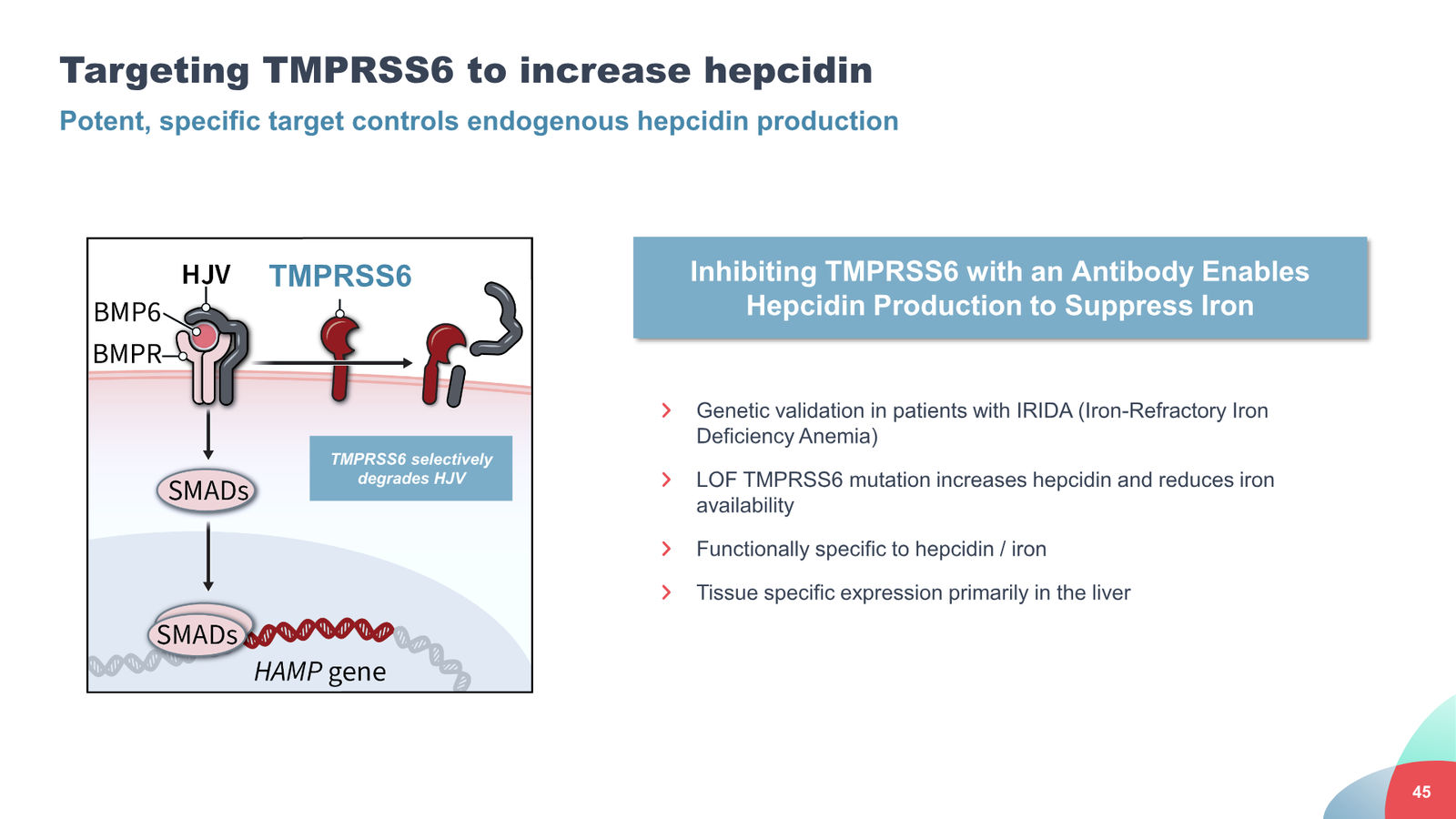 Disc Medicine Corporate Presentation — slide 45 of 58