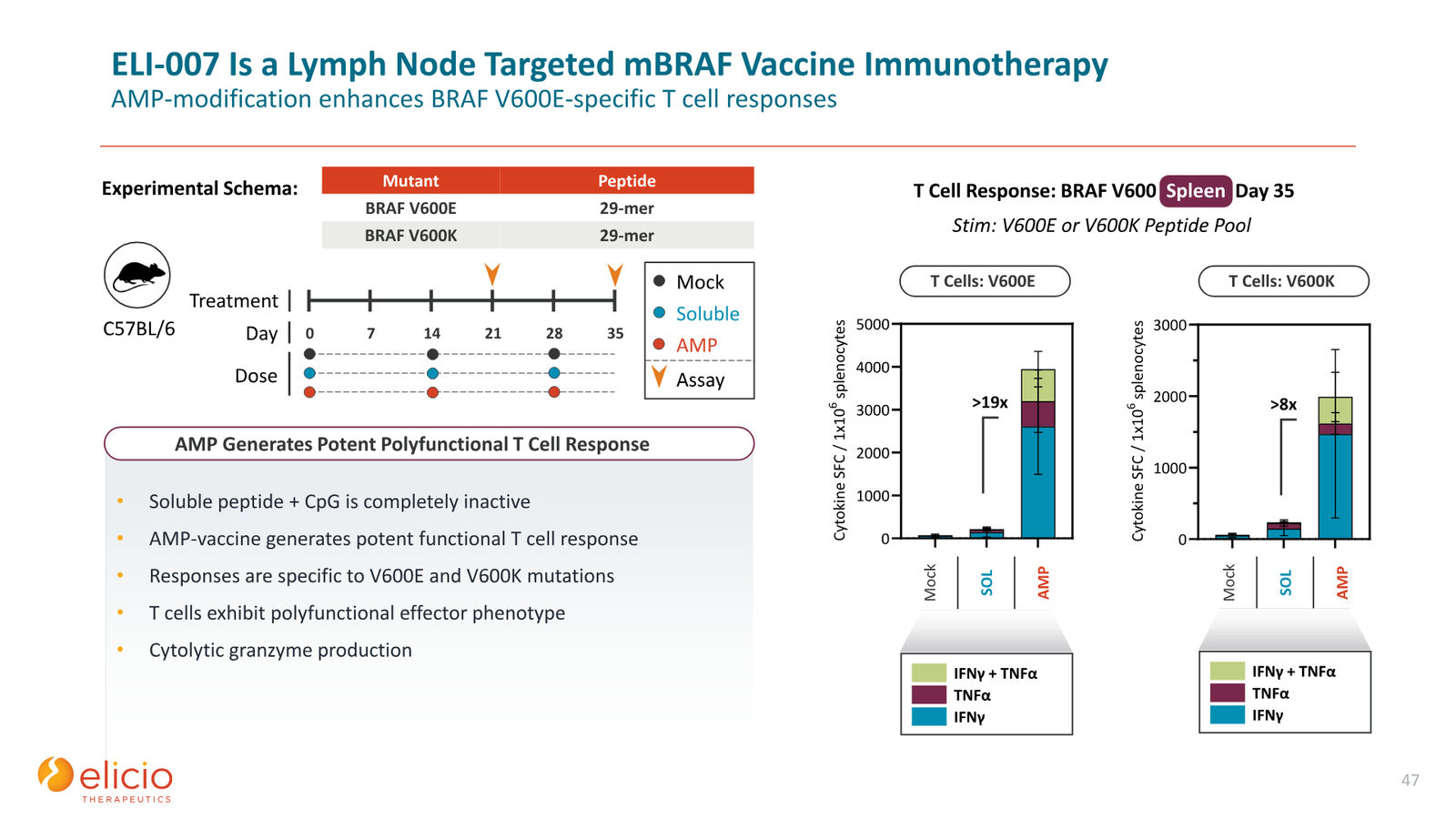 Elicio Therapeutics Corporate Deck — January 2026 — slide 47 of 50