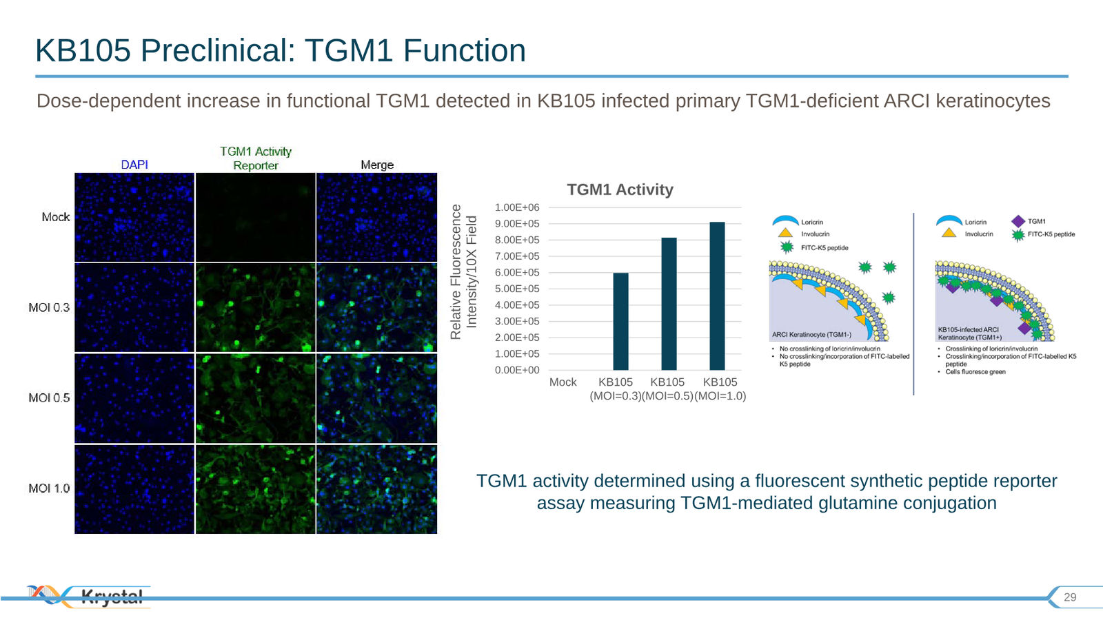 Krystal Biotech Corporate Presentation Q3 2019 — slide 29 of 43