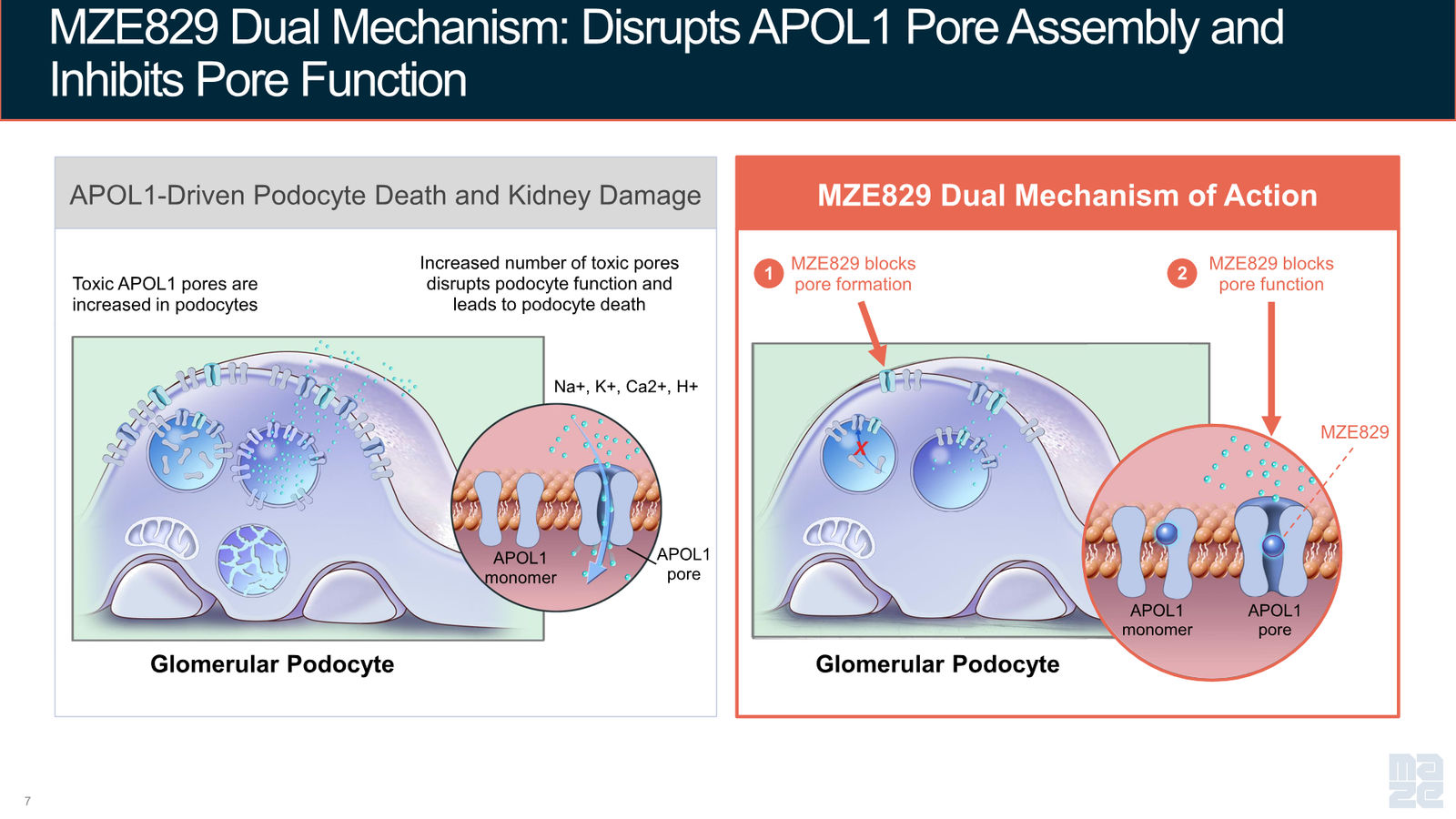 Maze Therapeutics Corporate Presentation — April 2026 — slide 7 of 37