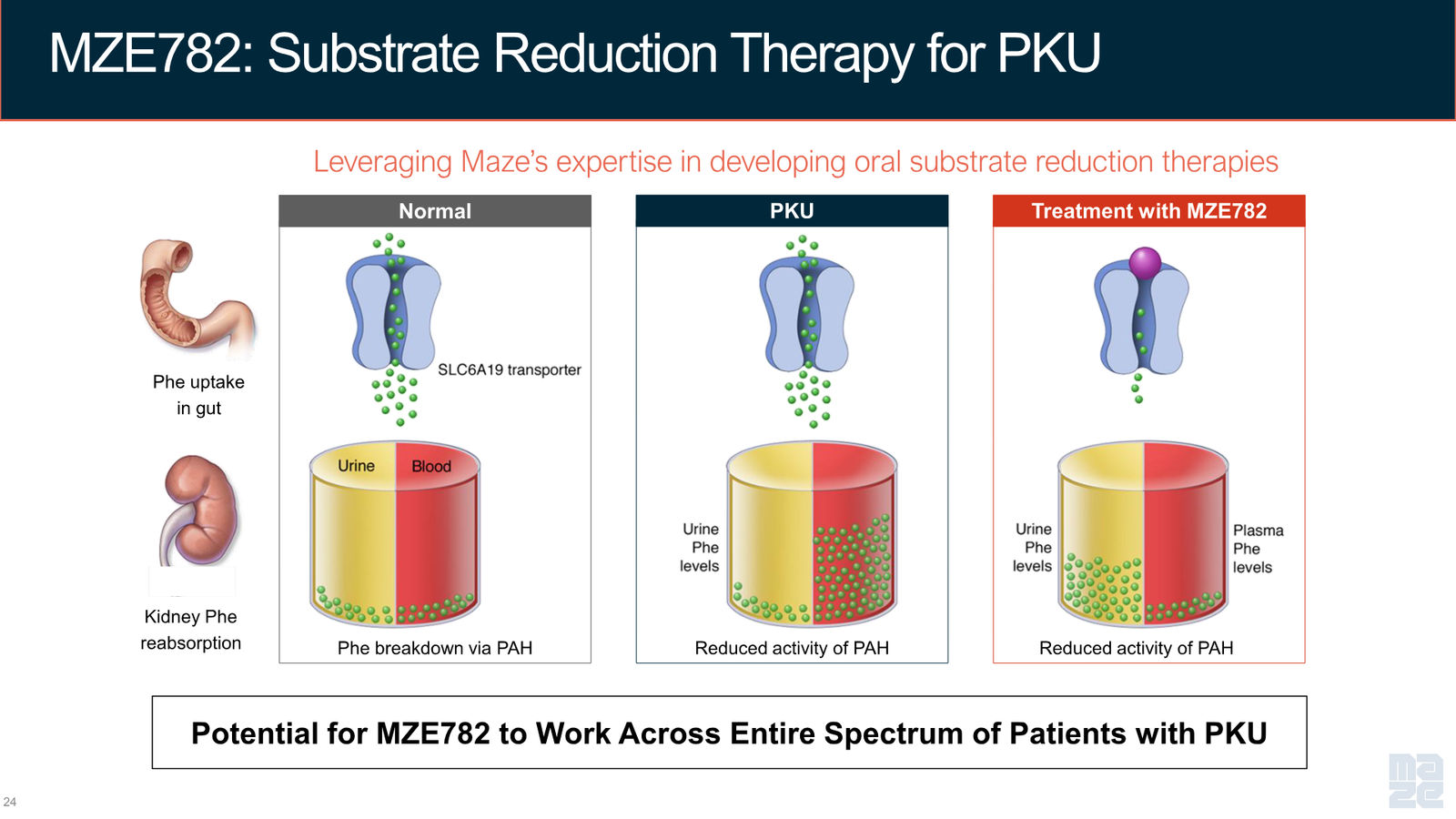 Maze Therapeutics Corporate Presentation — April 2026 — slide 24 of 37