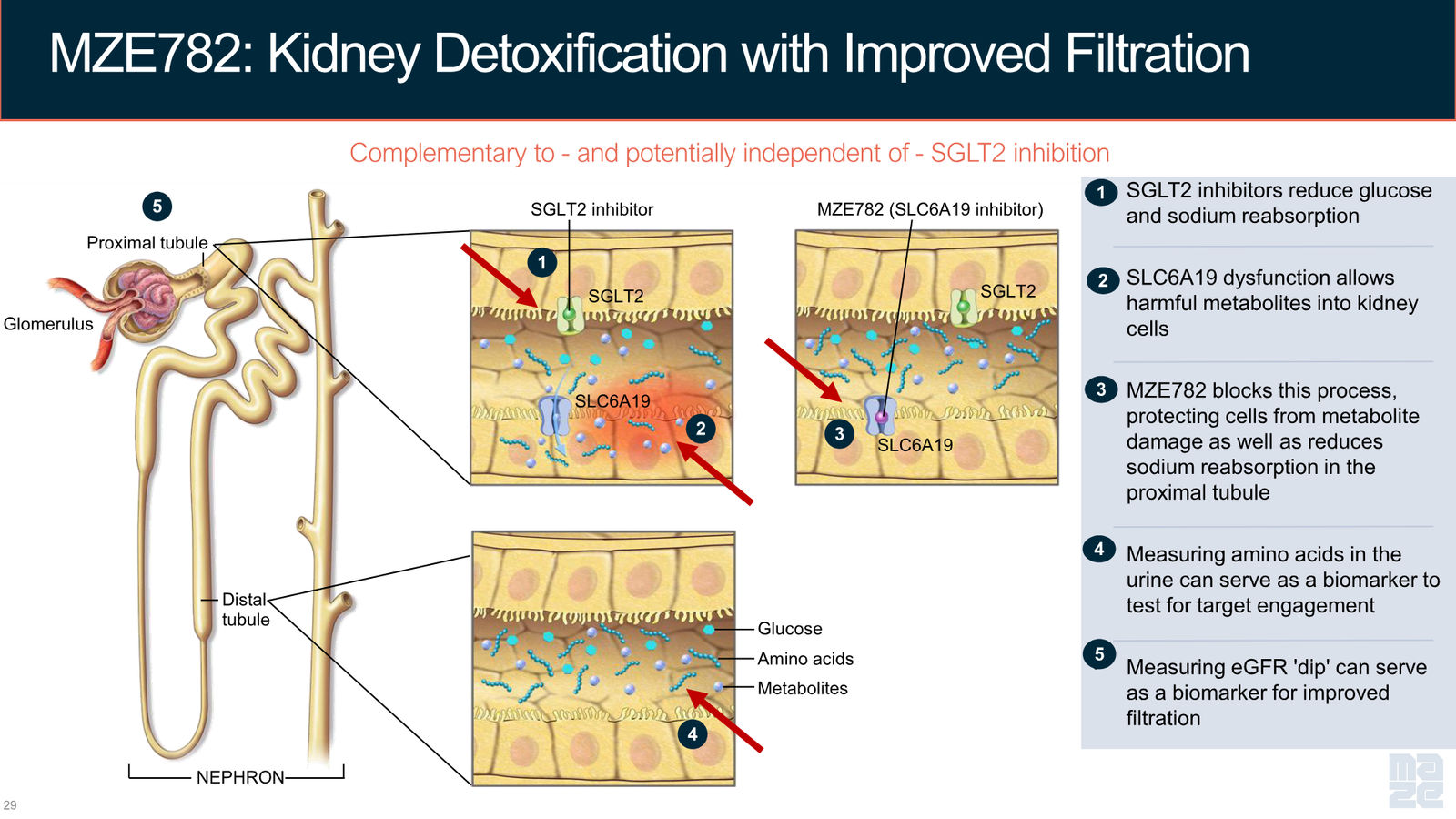 Maze Therapeutics Corporate Presentation — April 2026 — slide 29 of 37