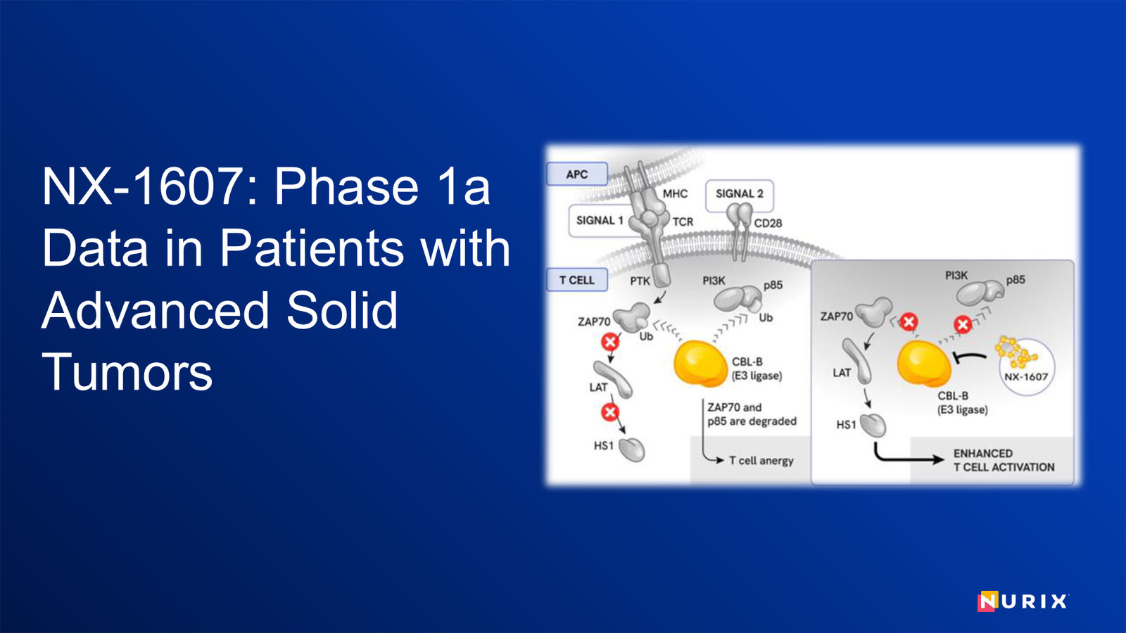 Nurix Therapeutics Investor Presentation April 2026 — slide 45 of 77