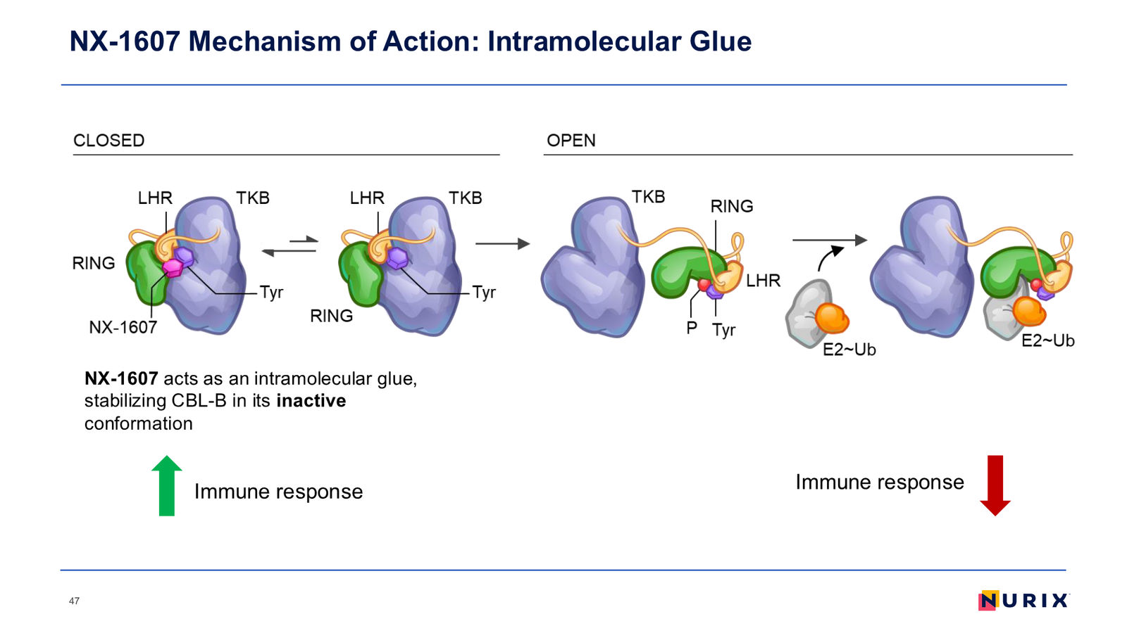 Nurix Therapeutics Investor Presentation April 2026 — slide 47 of 77