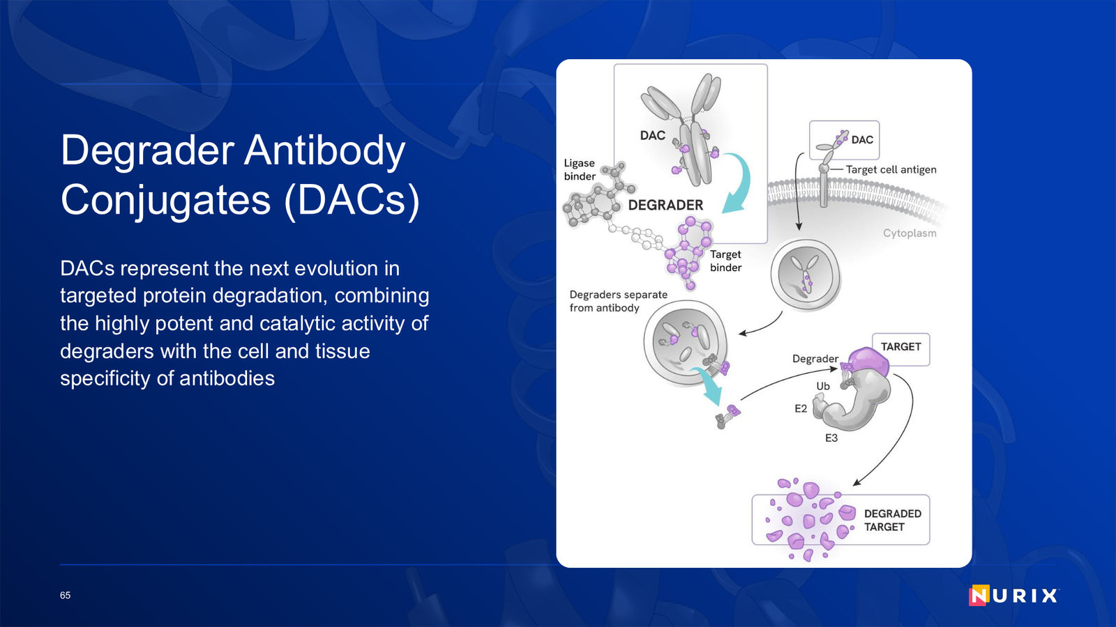 Nurix Therapeutics Investor Presentation April 2026 — slide 65 of 77