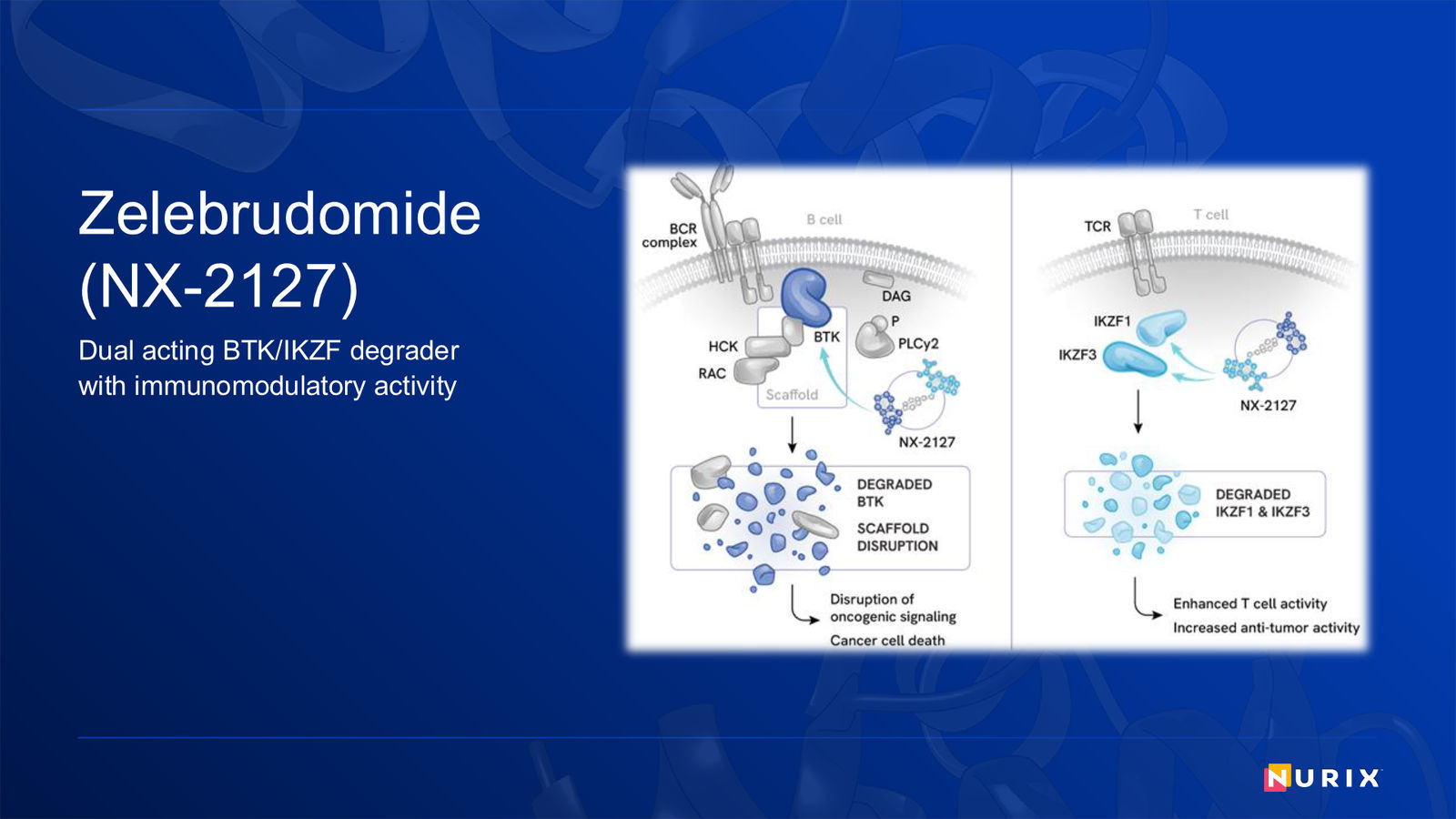 Nurix Therapeutics Investor Presentation April 2026 — slide 71 of 77