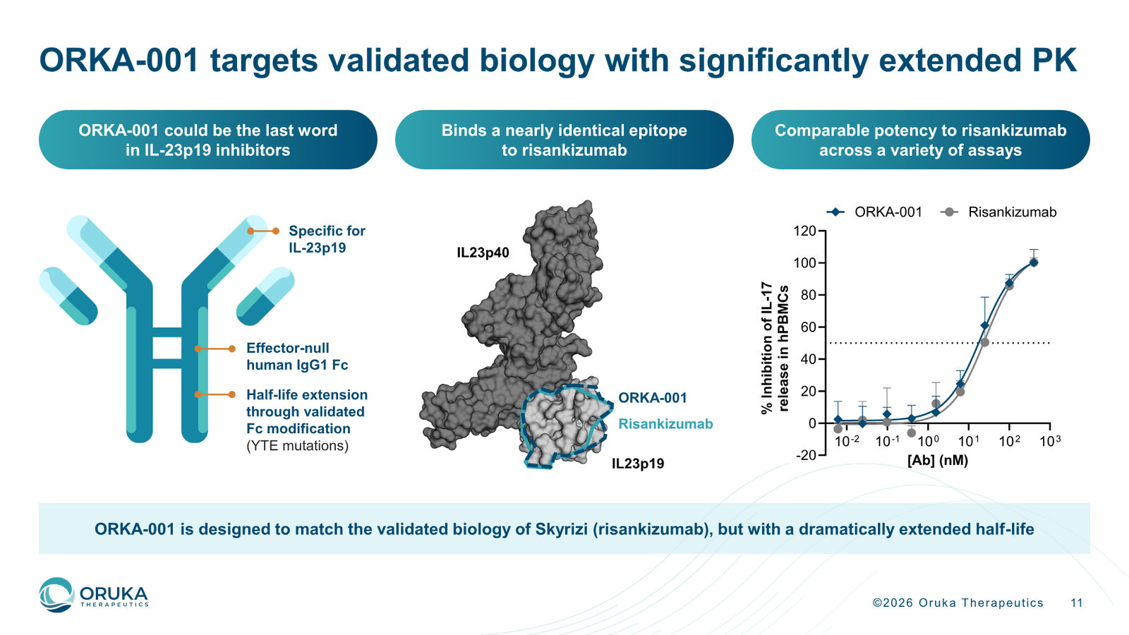 Oruka Therapeutics Corporate Overview — March 2026 — slide 11 of 36