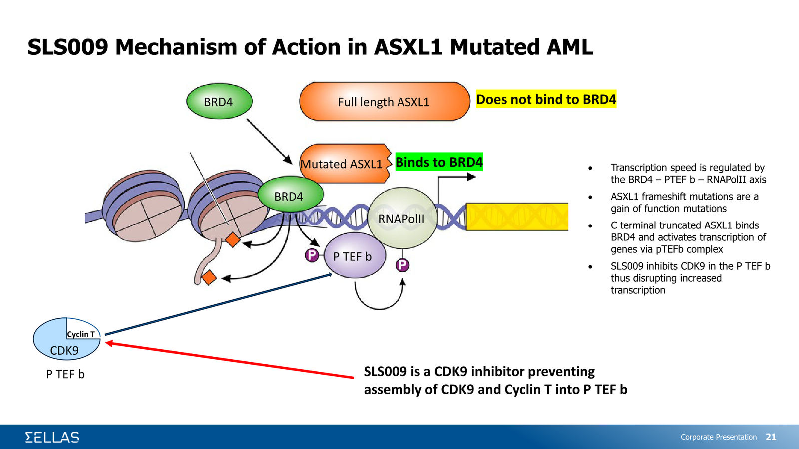 SELLAS Life Sciences Corporate Presentation — February 2026 — slide 21 of 34