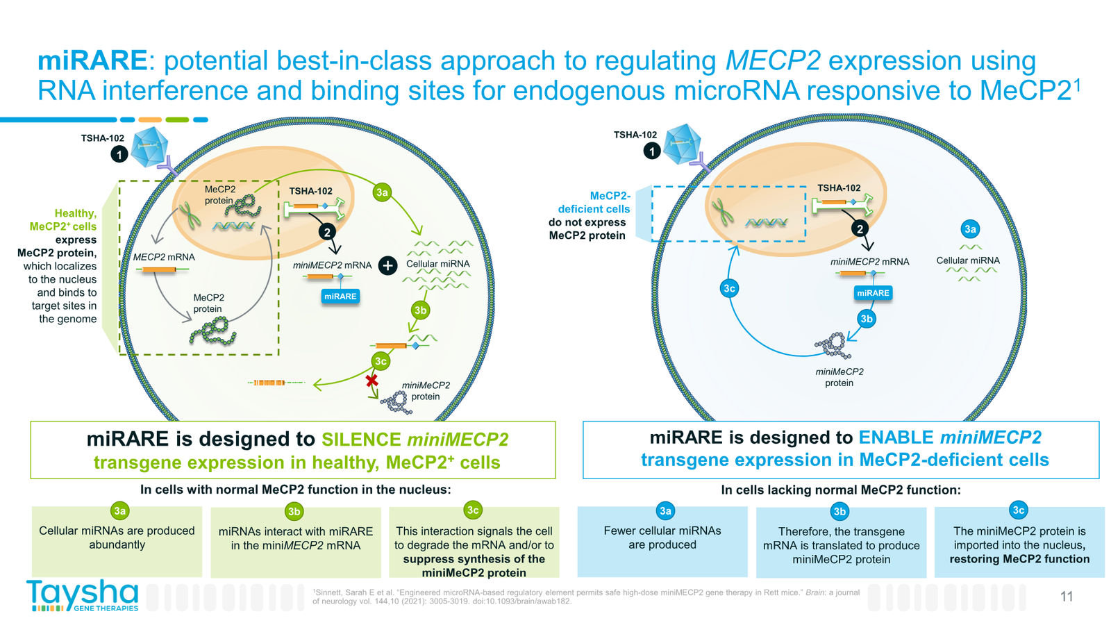 Taysha Gene Therapies Corporate Presentation April 2026 — slide 11 of 41
