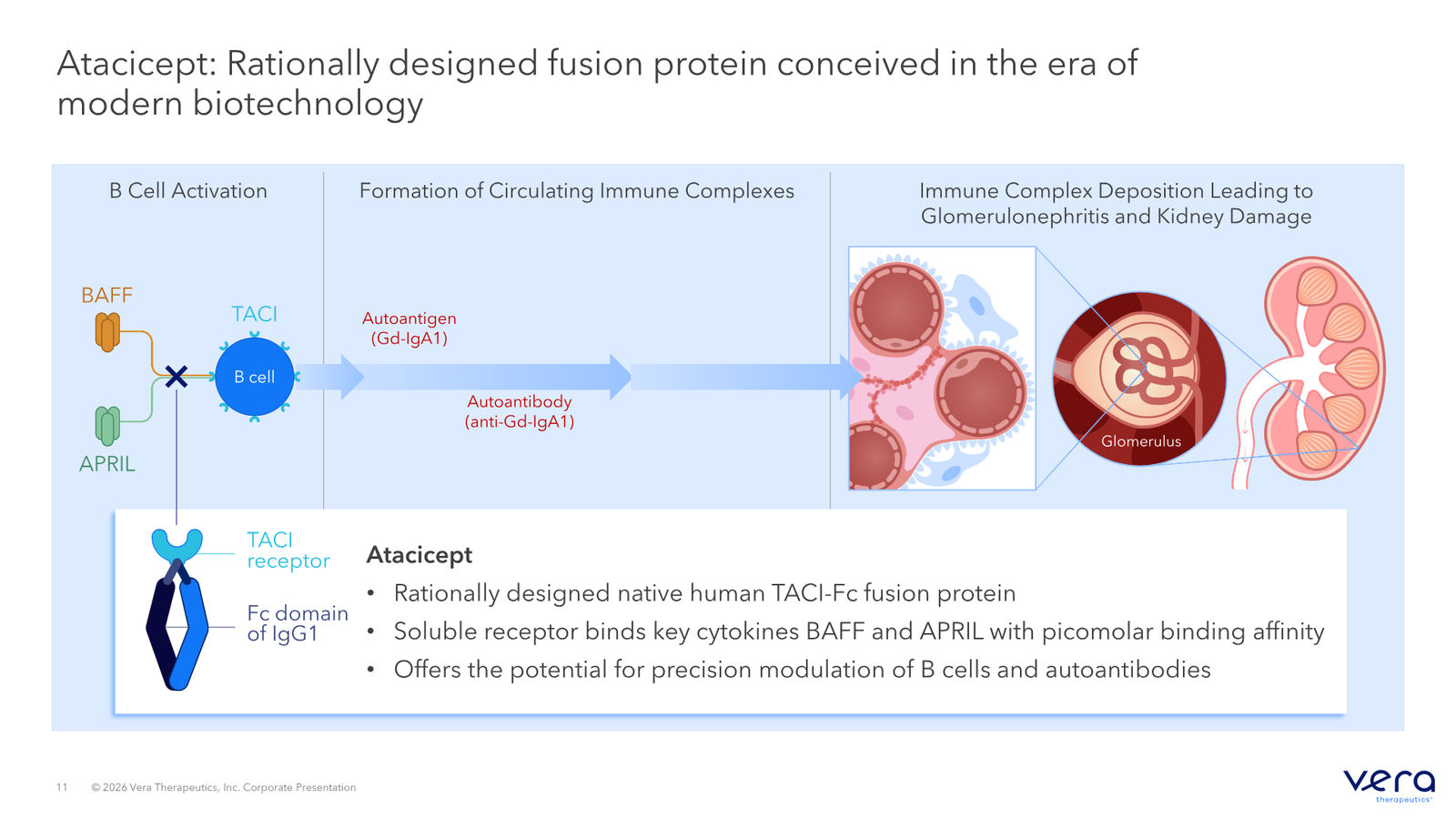 Vera Therapeutics Corporate Deck April 2026 — slide 11 of 32