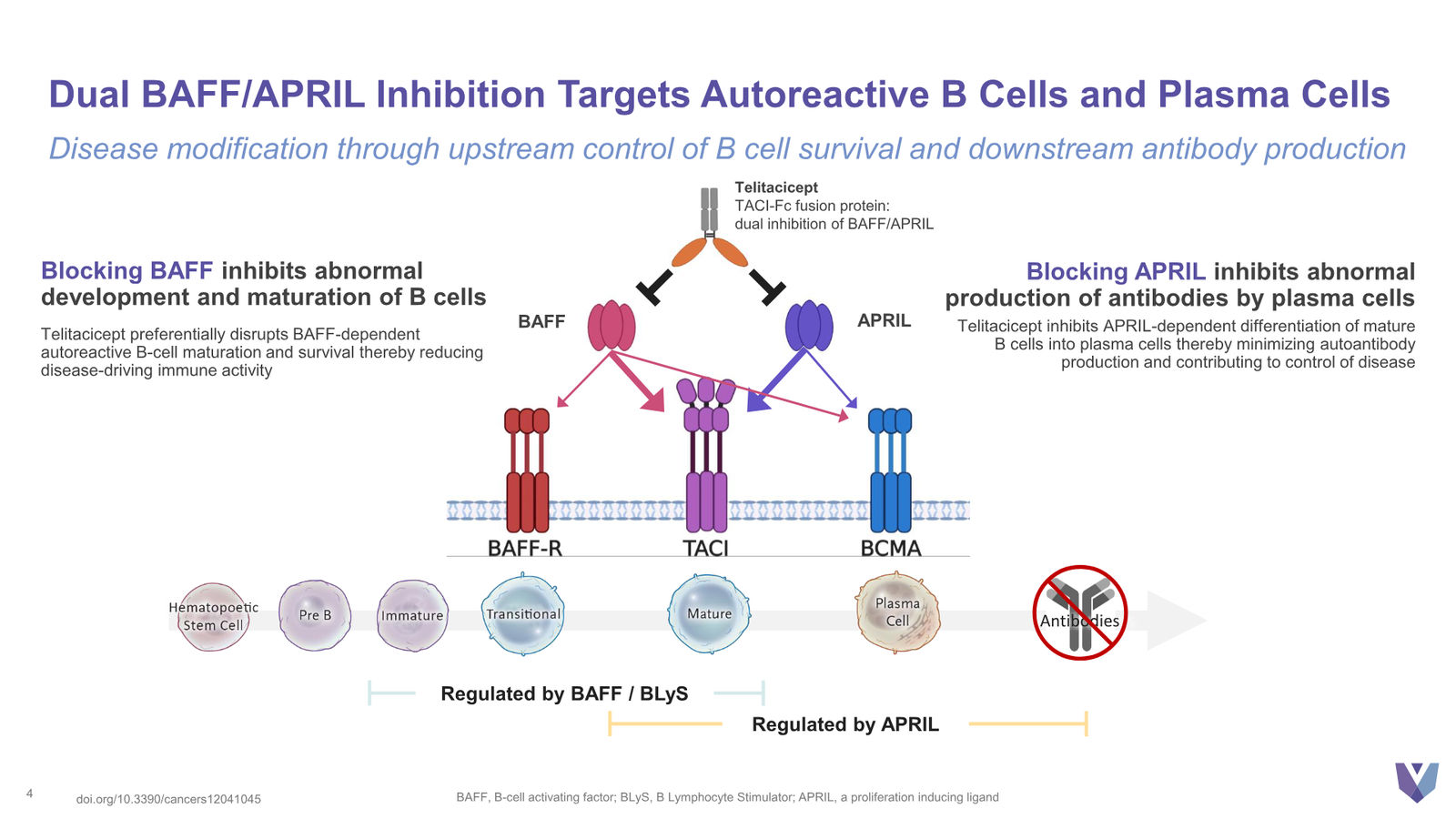 Vor Bio Corporate Presentation March 2026 — slide 4 of 42