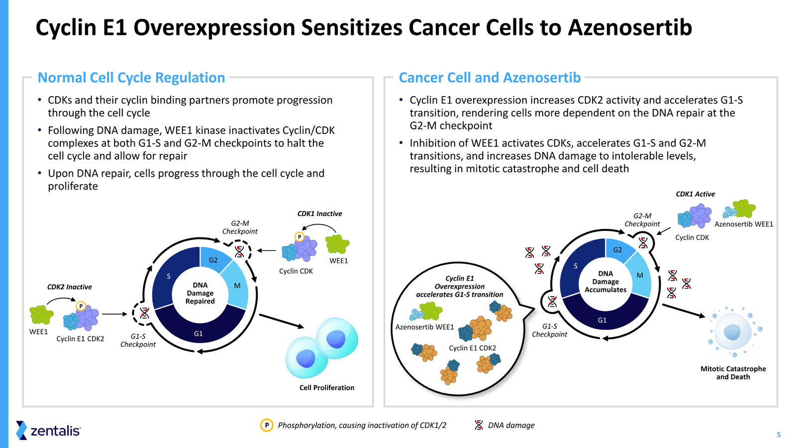 Zentalis Corporate Presentation — April 2026 — slide 5 of 39